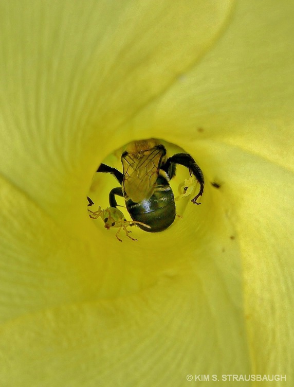 Bumblebee and Friend