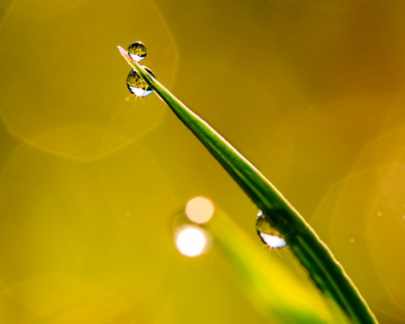 morning dew on a blade