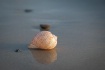 Seashellls