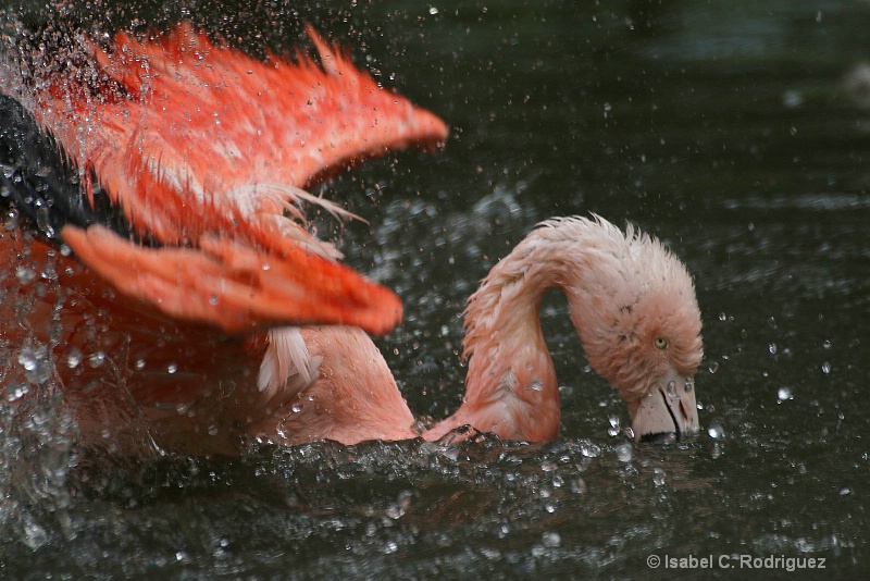 Flamingo Splash (C)