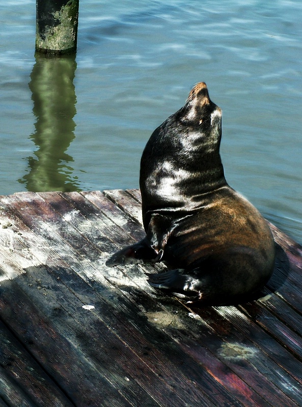 San Fransisco Bay Seal, Pier 39