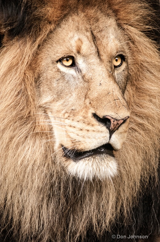 Lion Portrait 120