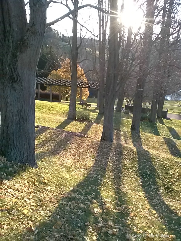 Zebra tree shadows