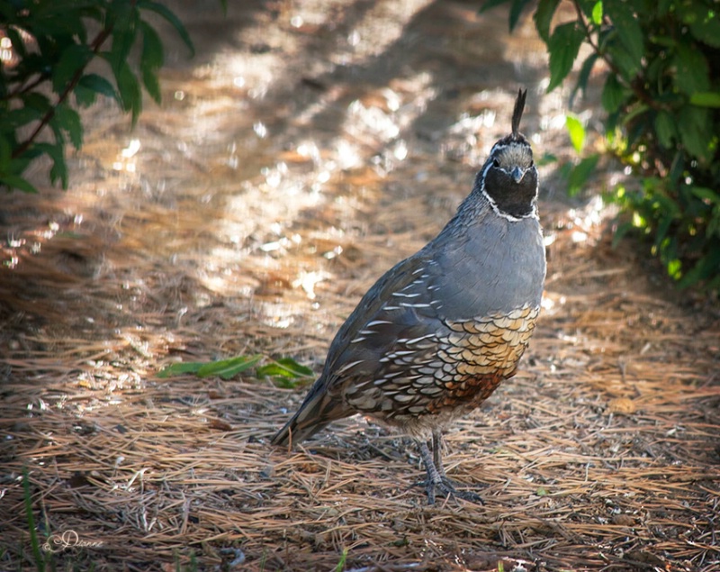 California Quail