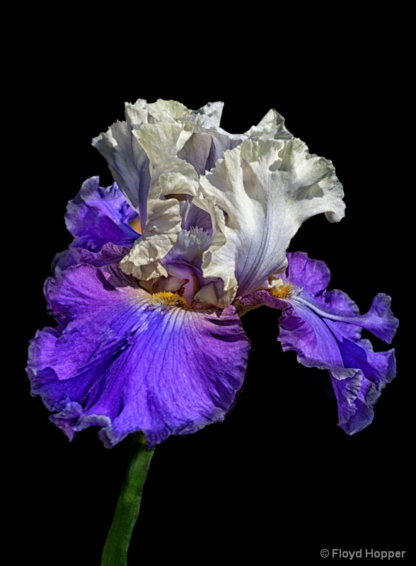 Purple and White Garden Iris