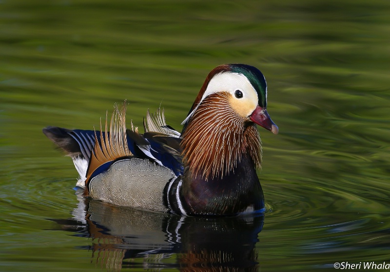 Mandarin Duck 