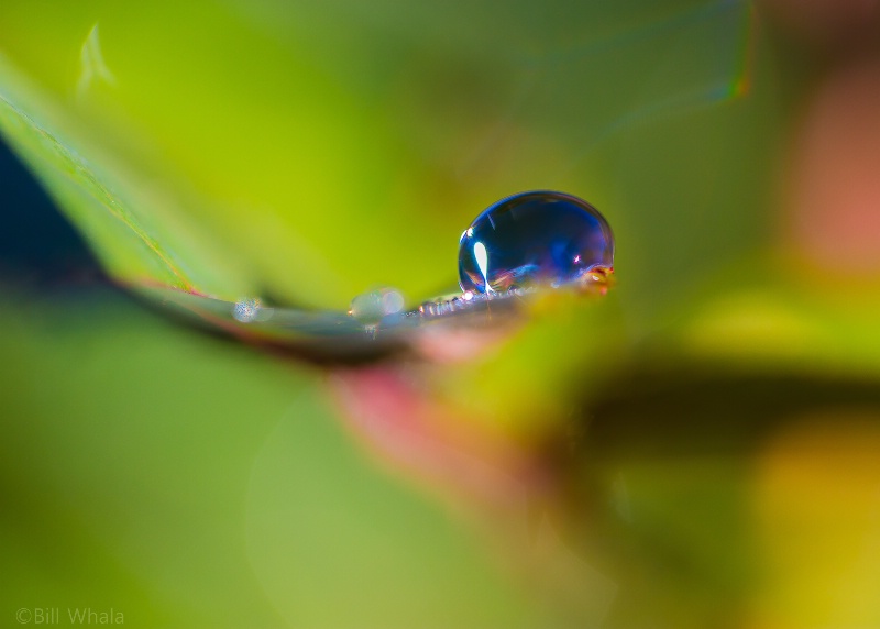 Rose Leaf - Water Droplet Abstract