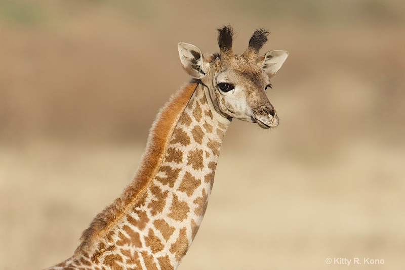Baby Giraffe Posing in the Serengeti