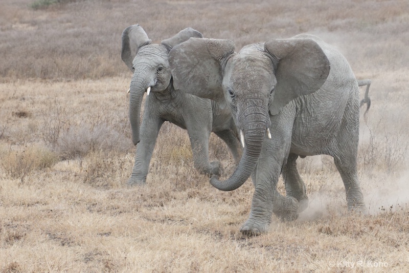 Elephants Racing in the Serengeti