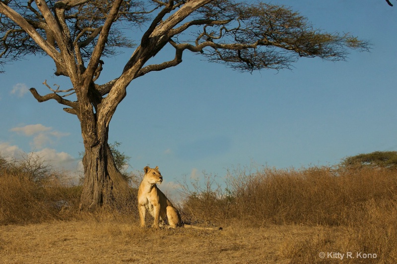 Lion by the Acacia Tree - ID: 14626954 © Kitty R. Kono