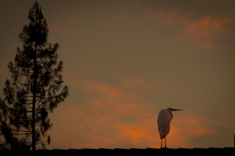 Egret sunrise sentinel