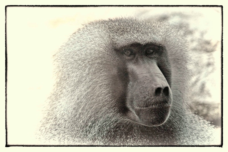 Great Grandfather Baboon