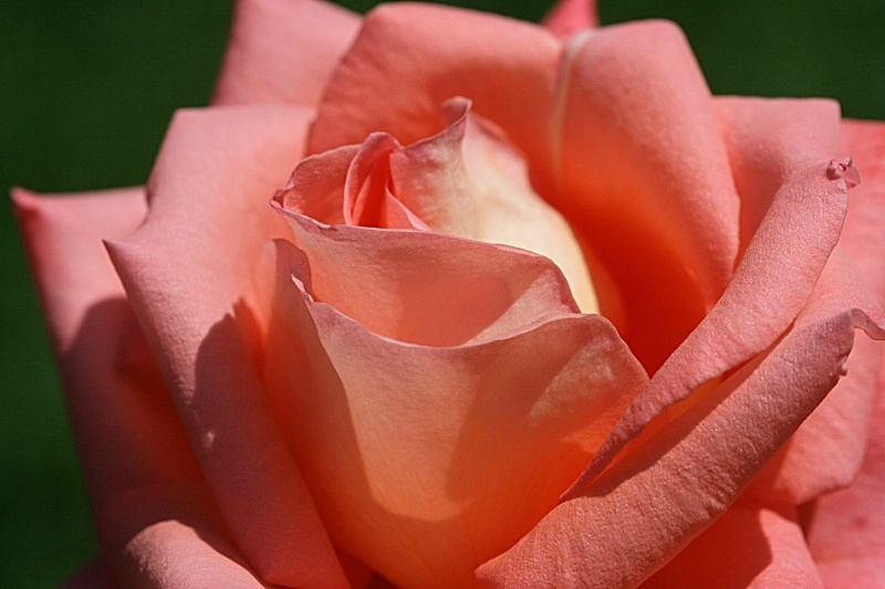 Peach of a Rose