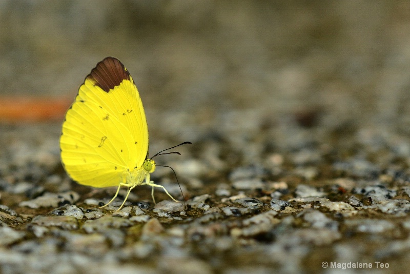 Close Up of Yellow Butterfly