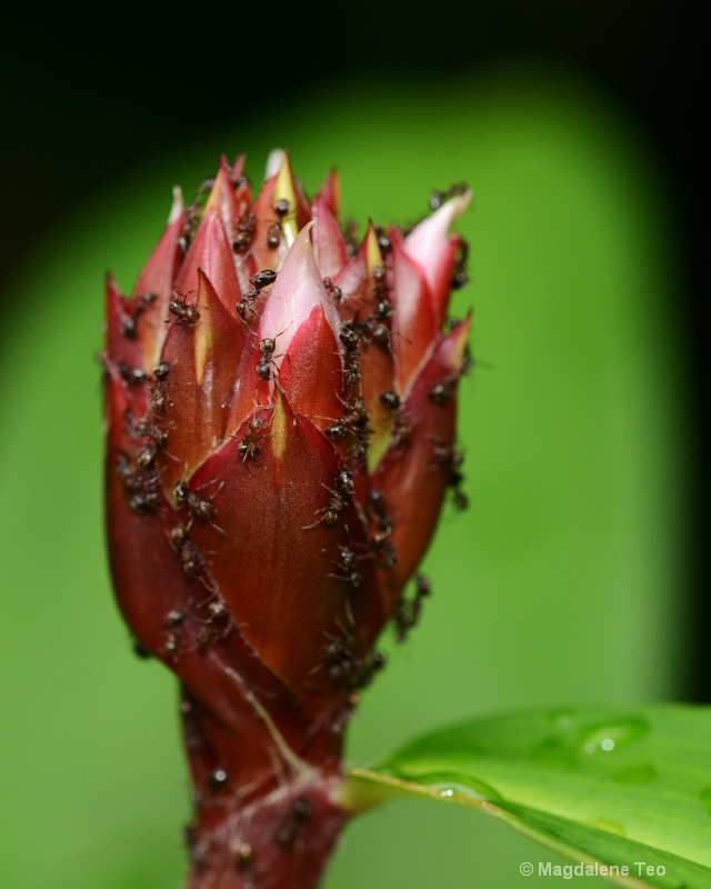Close Up of Ants on Flower