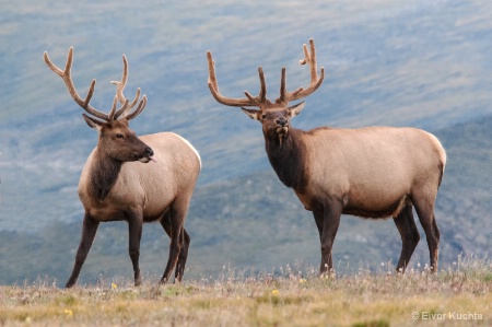 Elk in Rocky Mountain National Park