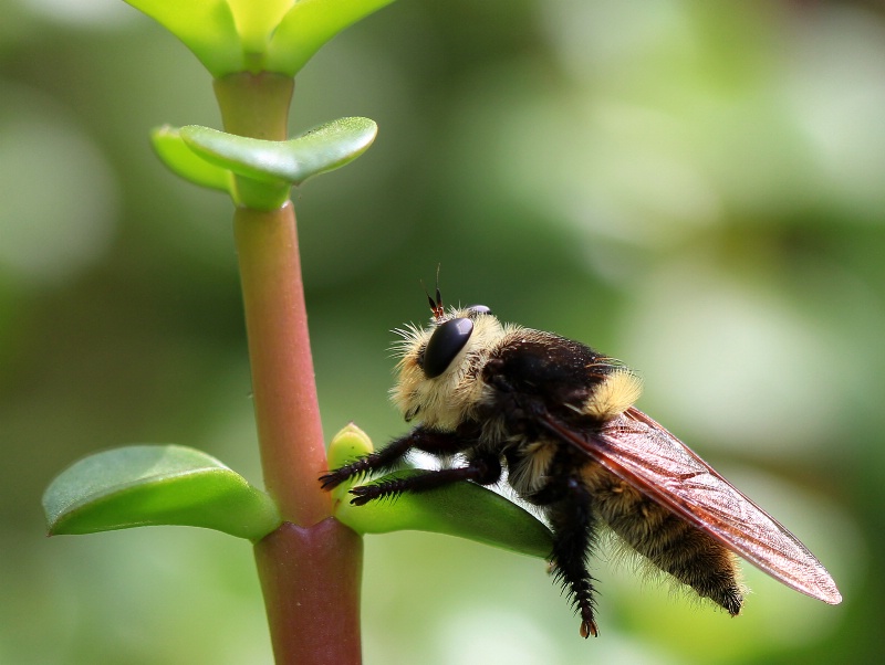 Furry Fly