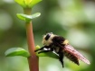 Furry Fly