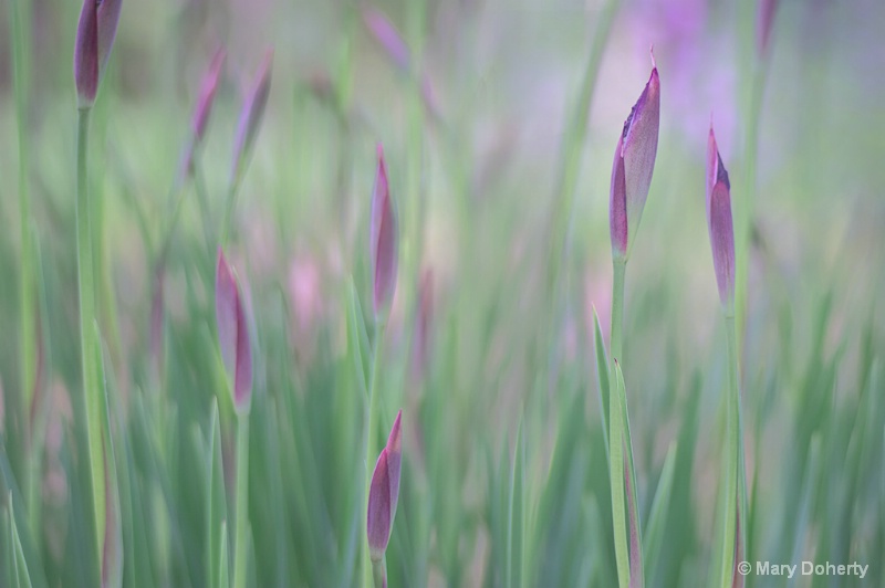 in the iris garden