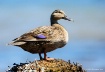 Mottled Duck