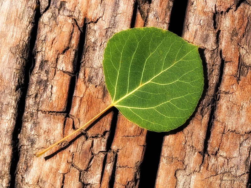 Aspen Leaf