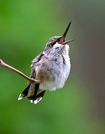 Singing Hummer