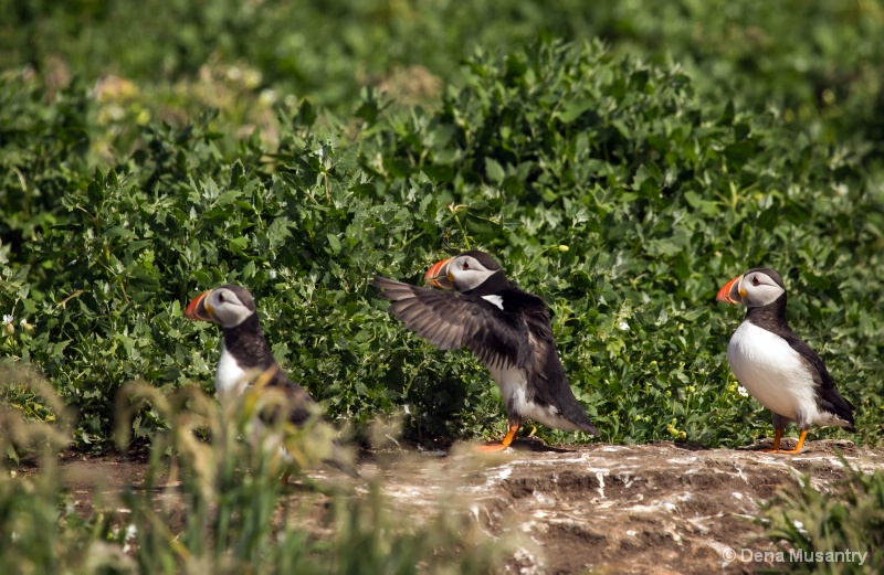 Line of Puffins