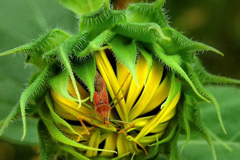 Red Bug and Sunflower