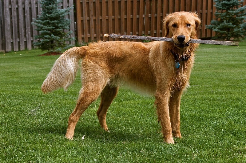 Hey Mom!! Look at the stick I found!