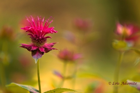 Bee Balm glow