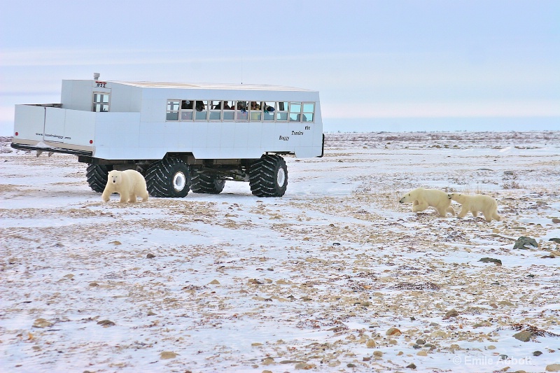 Frolicking around the Tundra Buggy