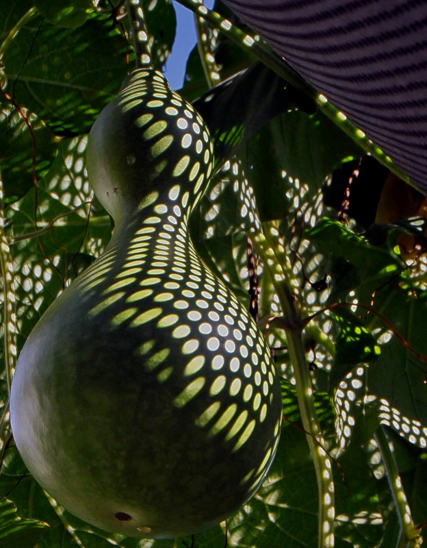 Spotted Gourd