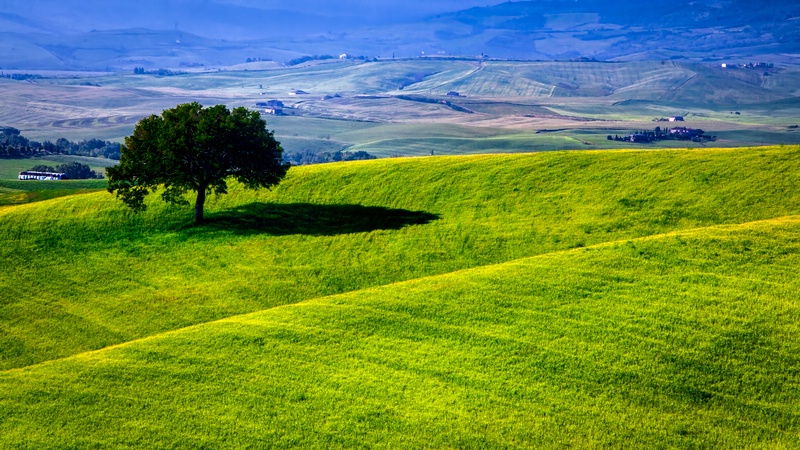 Tuscan Tree