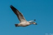 Flying Snow Goose