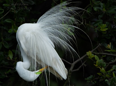 Preening