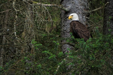 Standby Eagle