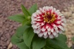 Zinnia flowers