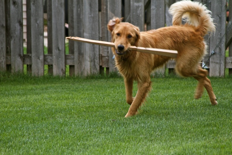 Playing keep away with a stick