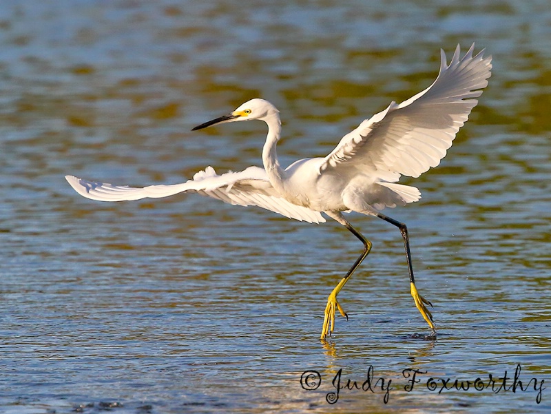 Snowy Egret Working For Food