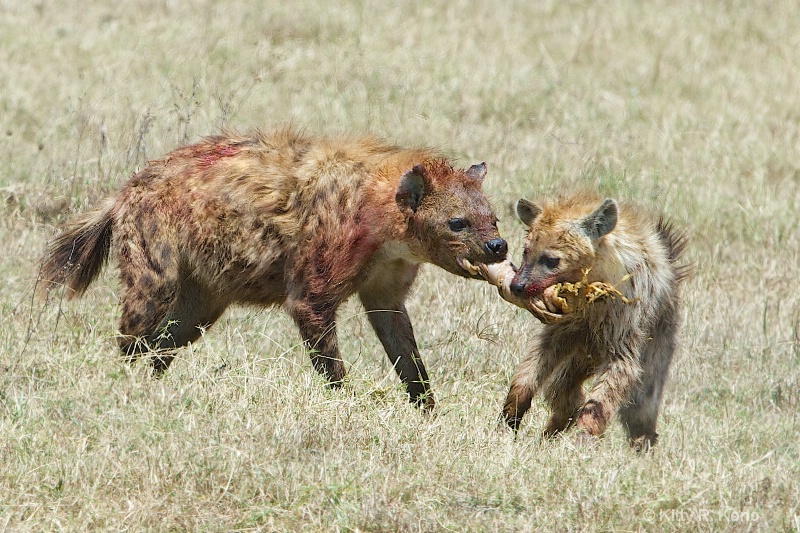 Spotted Hyenas Fighting Over Zebra Parts