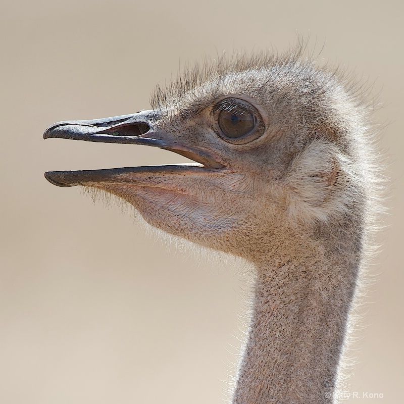 Female Ostrich Face
