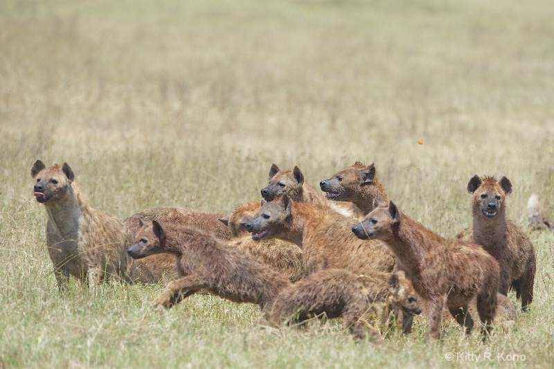 Pack of Spotted Hyenas