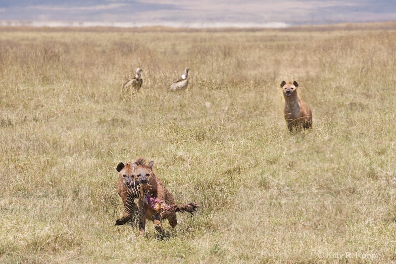 Spotted Hyenas Carrying a Zebra Leg