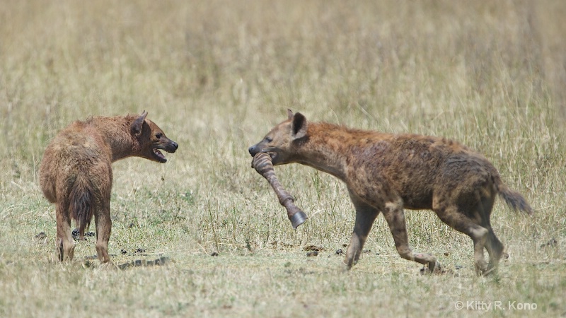 Spotted Hyenas Sharing a Zebra Leg