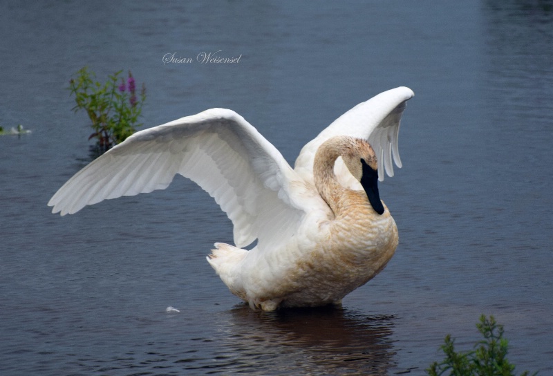 Tundra Swan