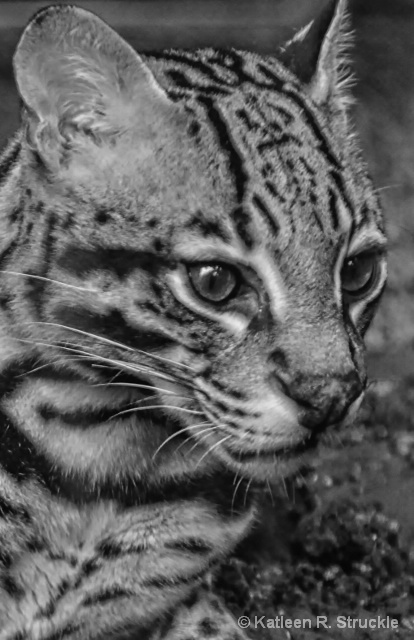 Ocelot In B&W