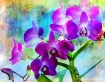 Delicate Orchids