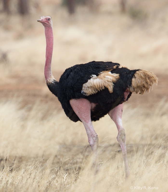 Handsome Male Ostrich