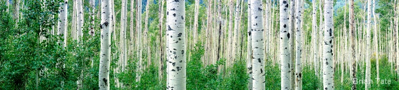 Aspens in Late August Panoramic