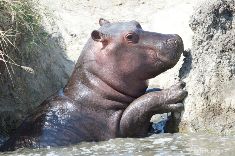 Hippo with a Tough Climb Ahead